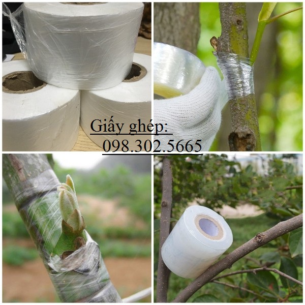 Giấy ghép cây nilong tự hủy - khổ 5cm