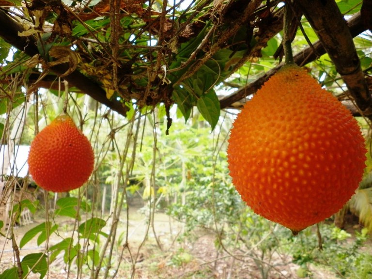 [HCM]Hạt giống cây gấc kiểng