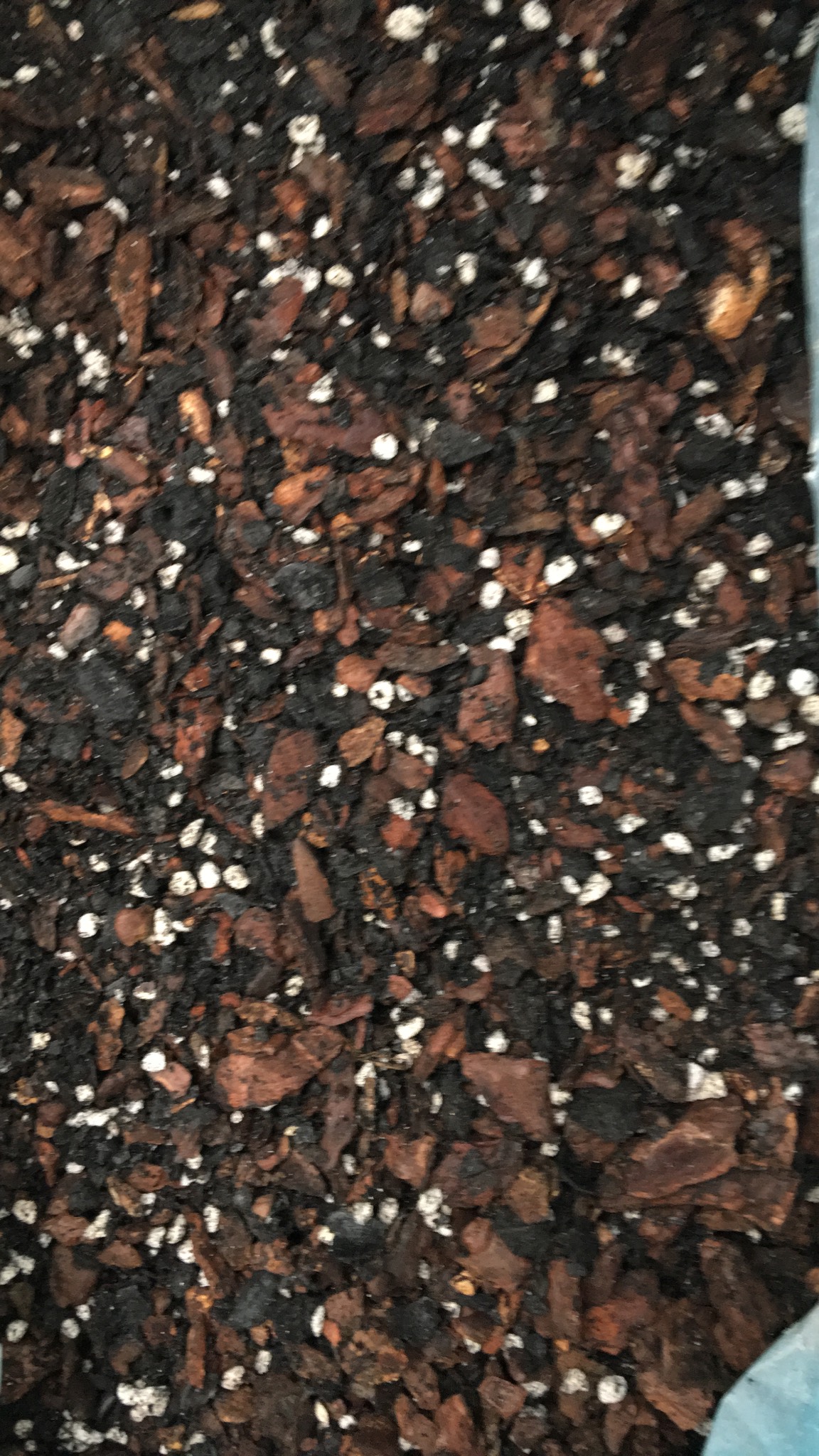 Giá thể trồng Kiếm gói 1 kg