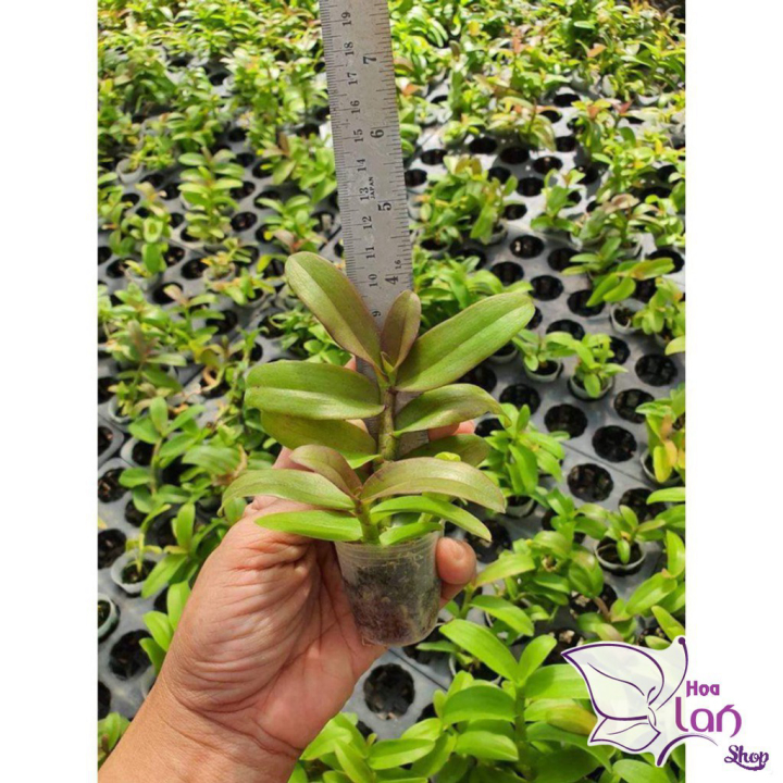 Lan Phi Điệp *Mua 3 Tặng 1* Hồng Mỹ Nhân  [ Cây Giống ]