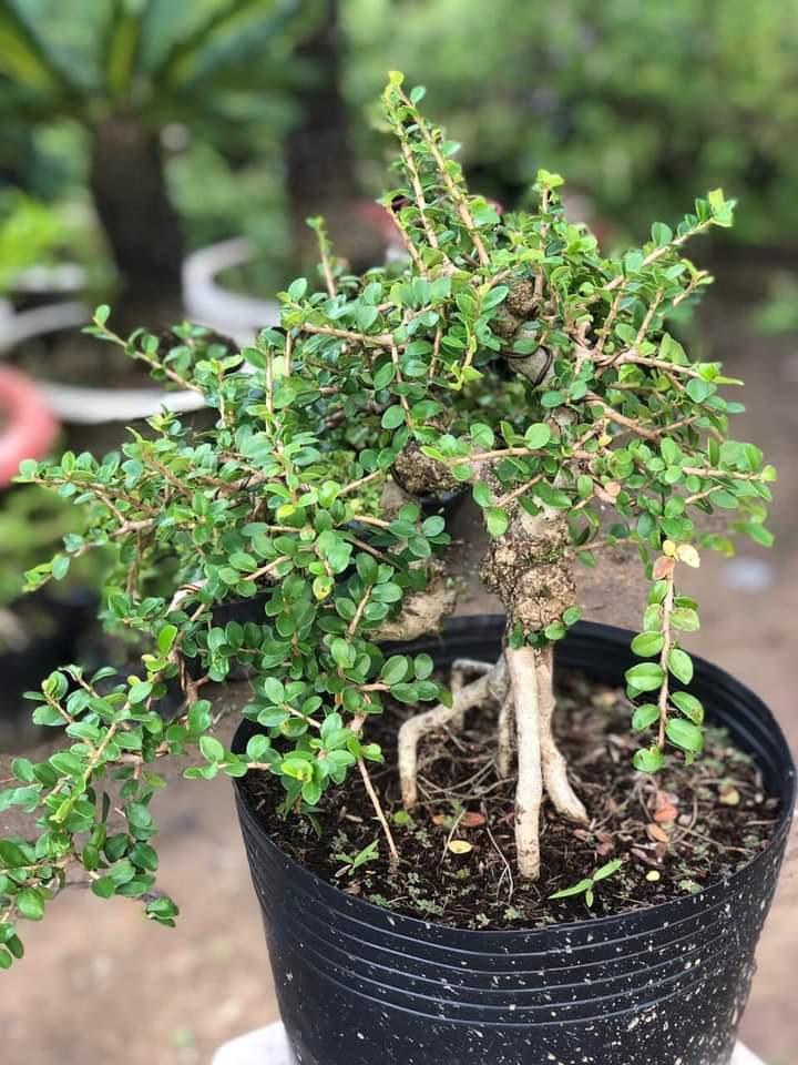 Cây sam núi trái bonsai mini để bàn