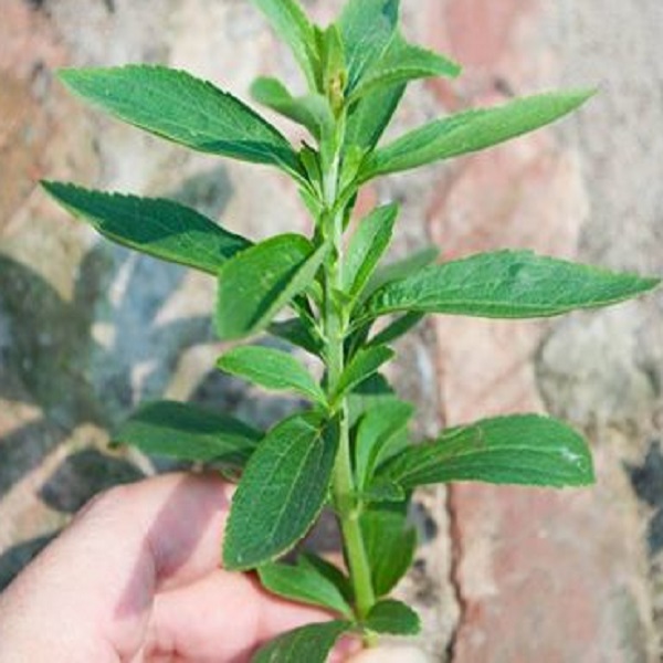 "Gói 5 "Hạt giống cây cỏ ngọt [Seeds]
