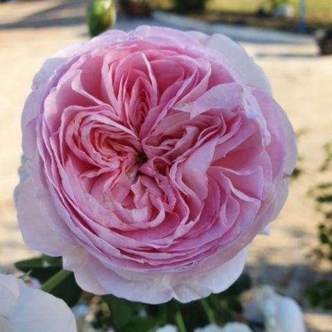 Hoa hồng Mon Coeur ( Hoa hồng leo  siêu xinh)