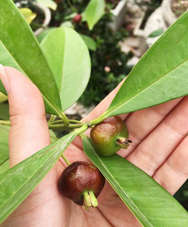 Cây Cherry Brazil (giống phân nhánh)