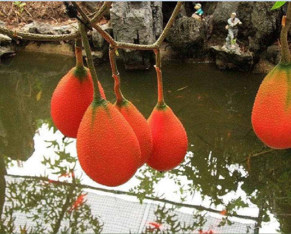 Hạt Giống Quả Gấc Cao Sản F1