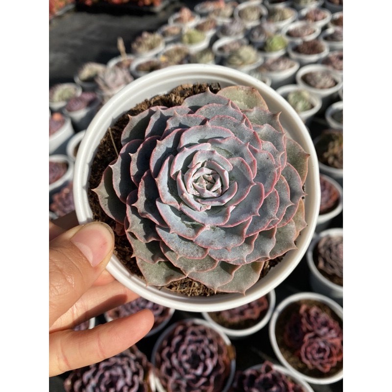 RANDOM 1 CÂY SEN ĐÁ SIZE TRUNG BÌNH 8-10CM LỖI 1 ĐỔI 1