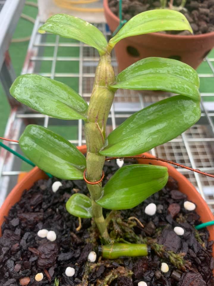 (Shop uy tín) Phi điệp 5ct bảo duy hàng gieo hạt