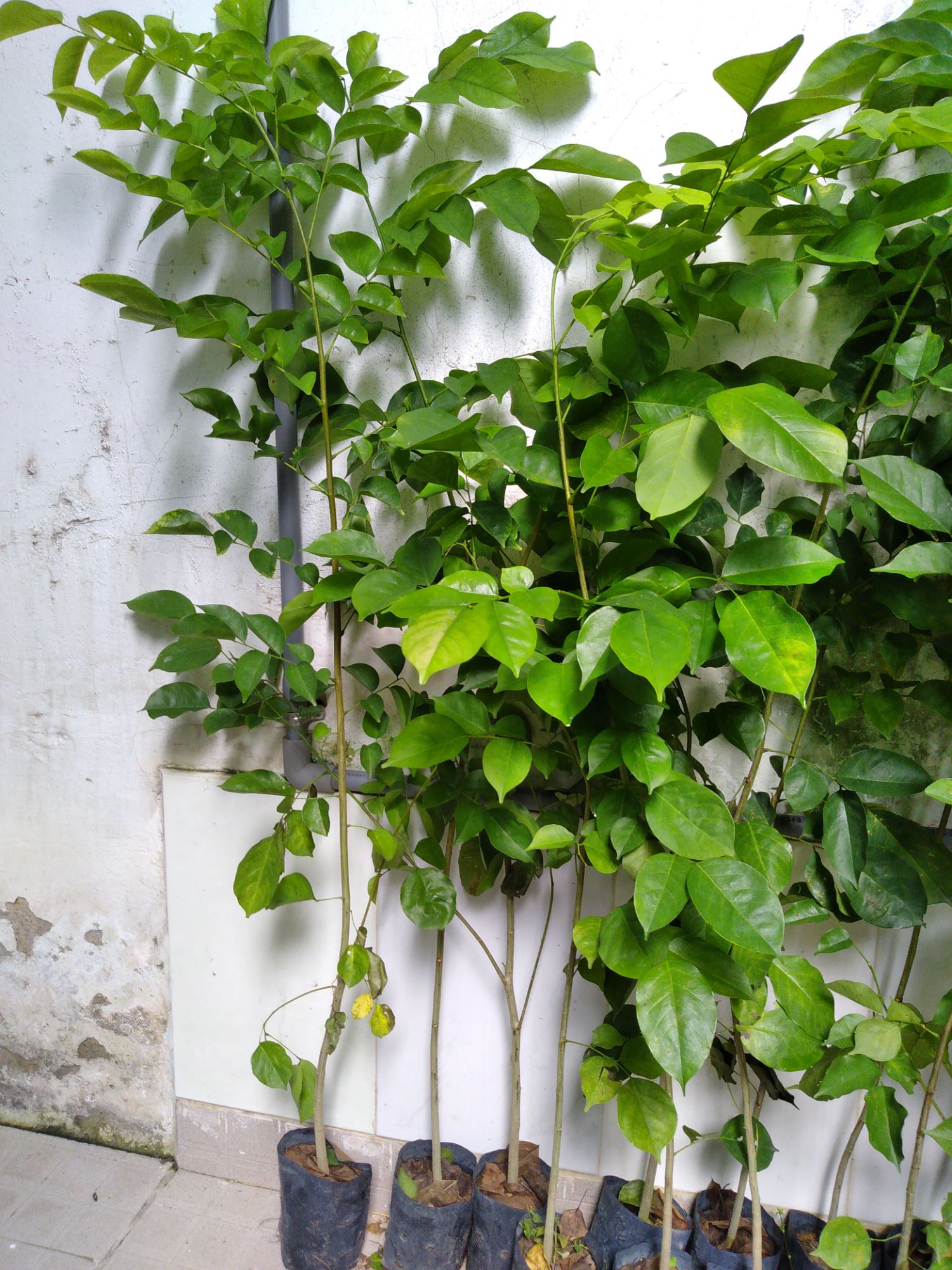 Cây giáng hương (tem chuẩn giống)