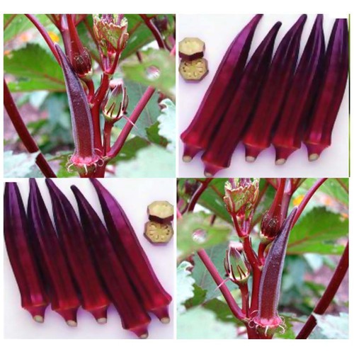 Hạt giống đậu bắp đỏ F1 -  gói 5gram(110 hạt)