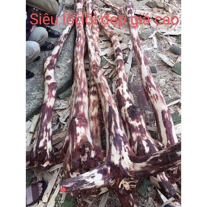 CÂY GIỐNG GỖ SƯA ĐỎ