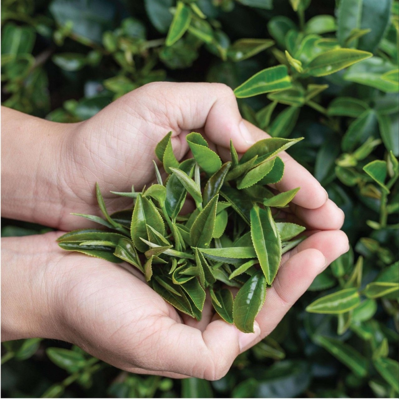 Trà Sen (Lotus Tea) Dalat Farm - Túi 150Gr