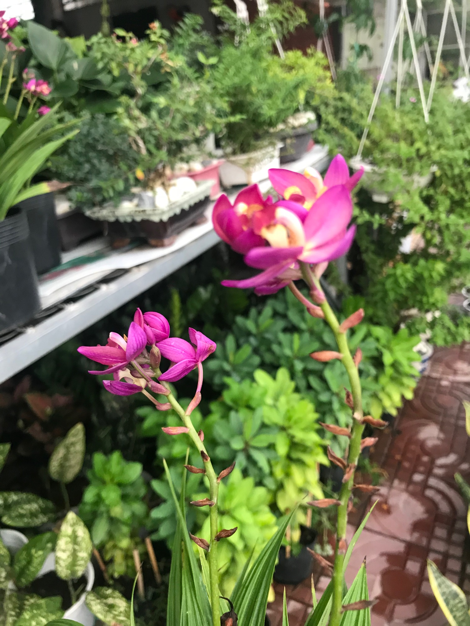 Cay địa lan hoa tím đang trổ bông