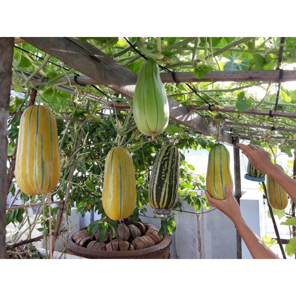 Hạt giống Dưa Bở quả dài