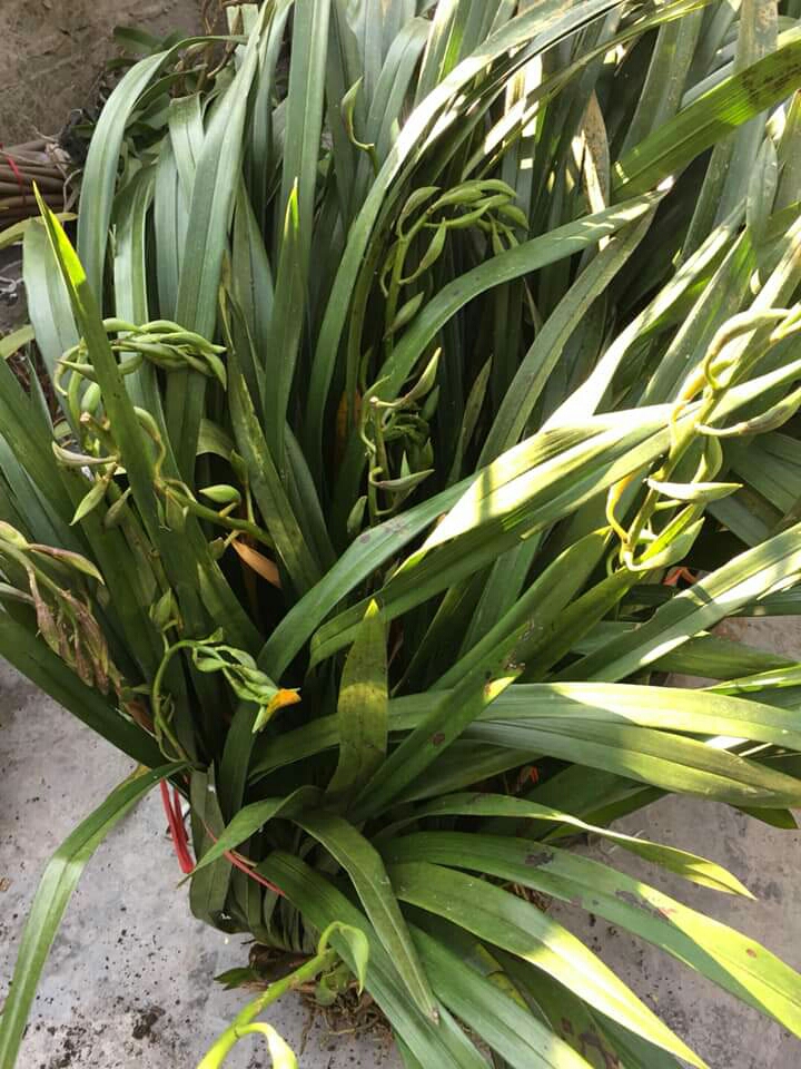 Hoa Lan Địa Lan Kiếm Trần Mộng 1Kg