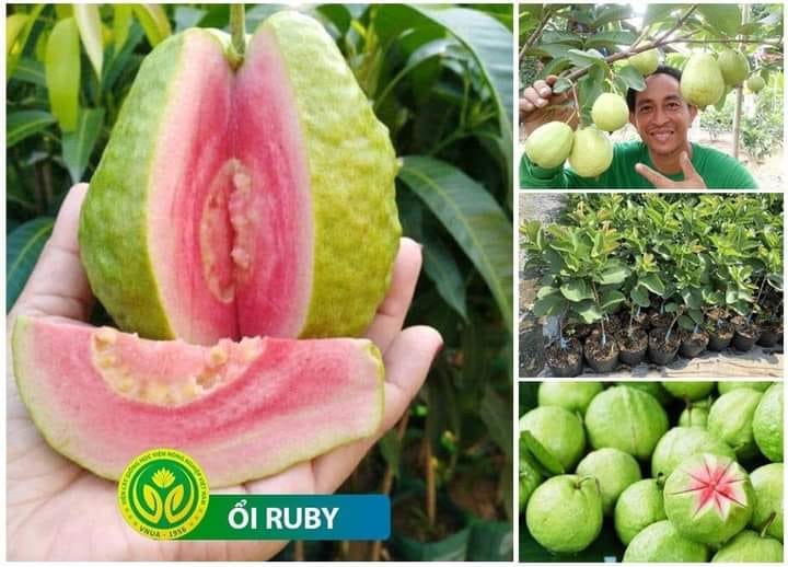 Cây giống ổi Ruby ruột đỏ