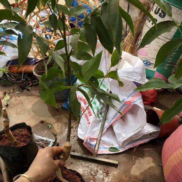 Cây óc chó đang quả