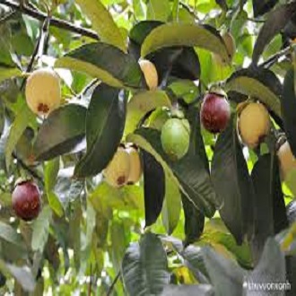 Cây giống măng cụt- Trái cây đặc sản- Hoa kiểng Nguyễn Lộc
