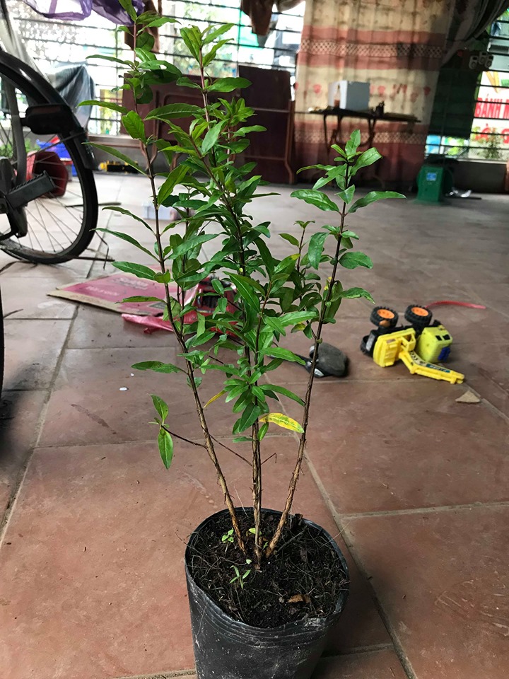 Cây lựu đỏ ai cập - FREE SHIP TỪ 50K