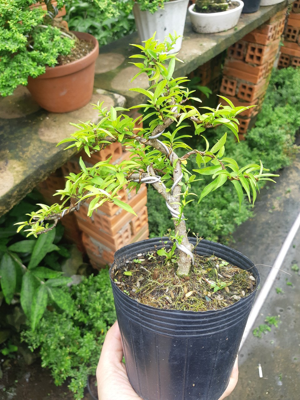 Mai chiếu thủy bonsai mini SIÊU BÔNG TẶNG CHẬU