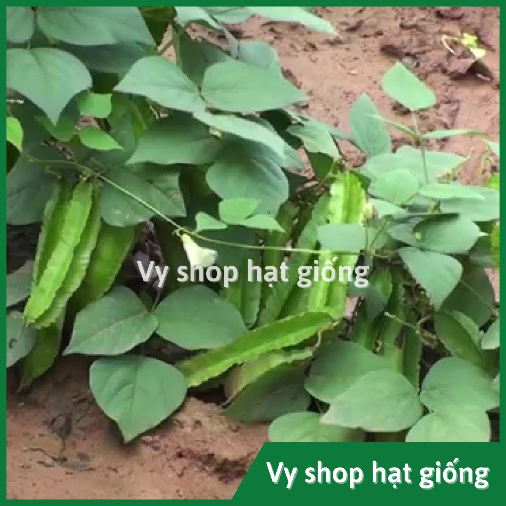 Hạt giống đậu rồng (đậu khế) Thái Lan gói 8 hạt