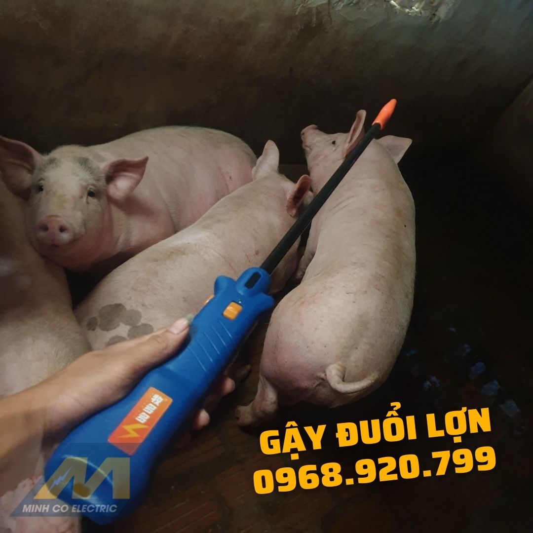 Gậy đuổi heo, roi đuổi heo bằng điện, gậy đuổi lợn, roi lùa heo cao cấp chống nước Pin 20 ngày - Bảo hành 06 tháng - CƠ TIẾN PHÁT