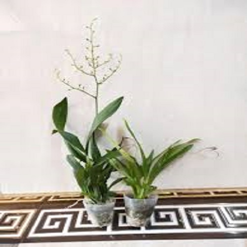 lan vũ nữ ĐỎ, gửi đi nguyên chậu, hàng đang nụ và ngồng hoa cao đẹp - LVNDNC