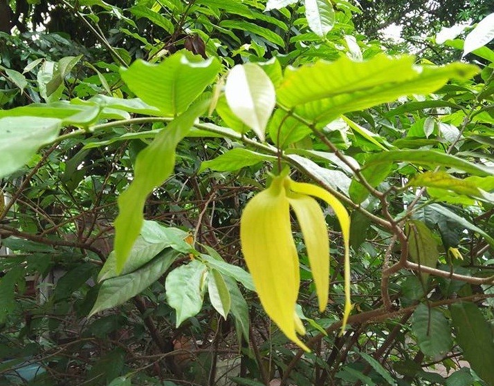 Cây hoa dẻ ( hoàng lan ) cây trưởng thành - Gửi cây như H2