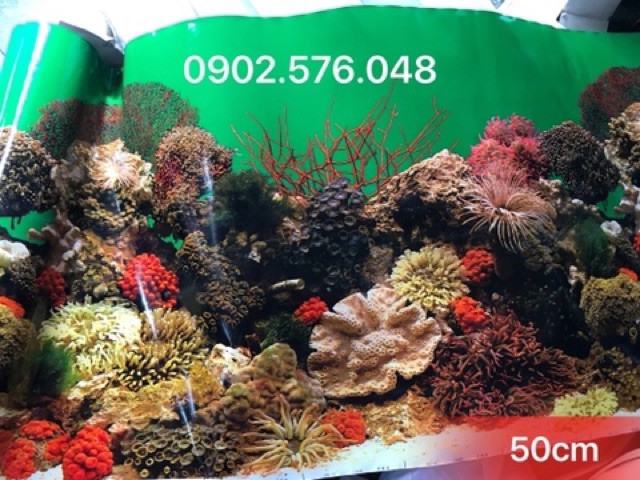 [HCM]Tranh hồ cá cao 50cm 1m