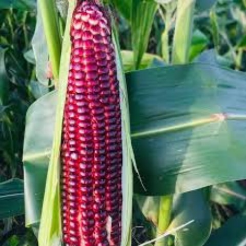 Hạt Giống  Nữ Hoàng Bắp Đỏ F1. Túi 30 Hạt Chất Lượng Cao - Dễ Trồng .