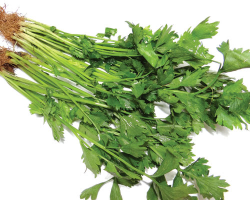 5GR_HẠT GIỐNG RAU CẦN TÂY (SIÊU DỄ TRỒNG)