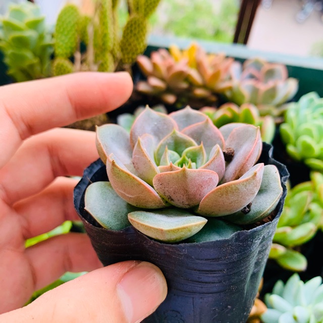 SEN ĐÁ HOA HỒNG ĐỎ SIZE BÉ KHỎE ĐẸP LỖI 1 ĐỔI 1