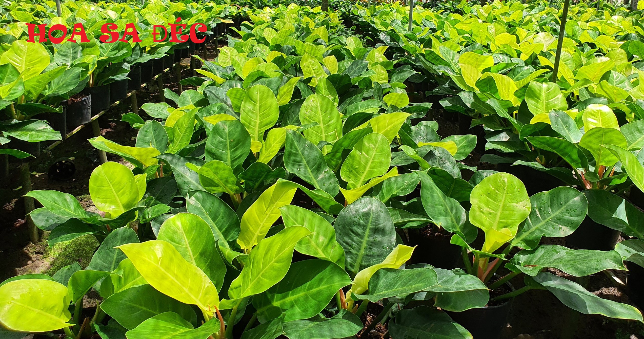 TRẦU BÀ ĐẾ VƯƠNG (MÀU VÀNG)