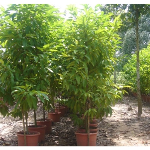 cây giống hoa ngọc lan trắng