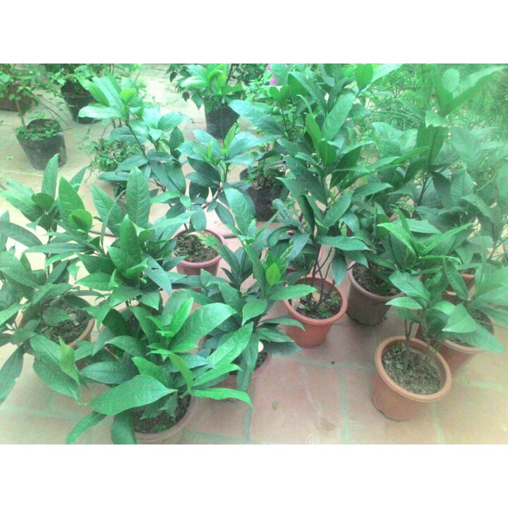 CÂY HOA DẠ HỢP hương