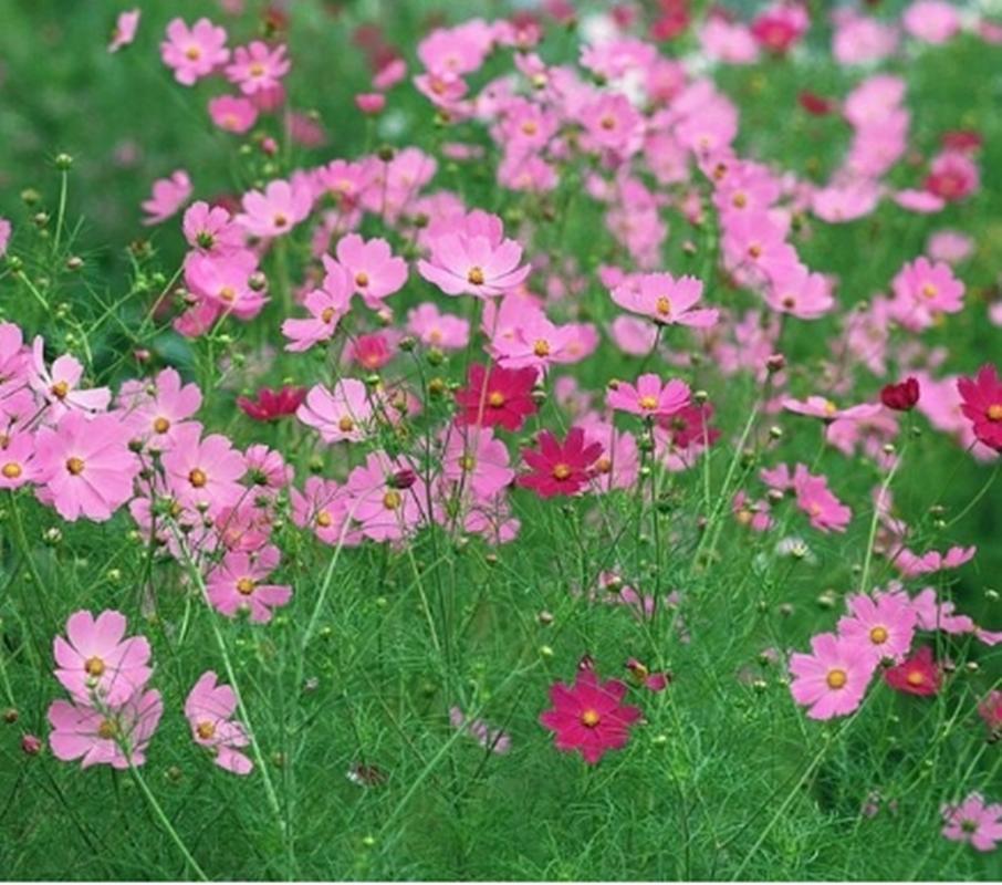 50 Hạt giống hoa Sao nháy mix
