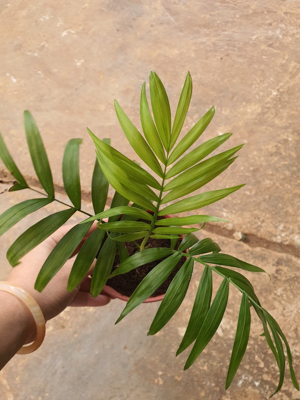 Cau tiểu trâm. chậu nhỏ.