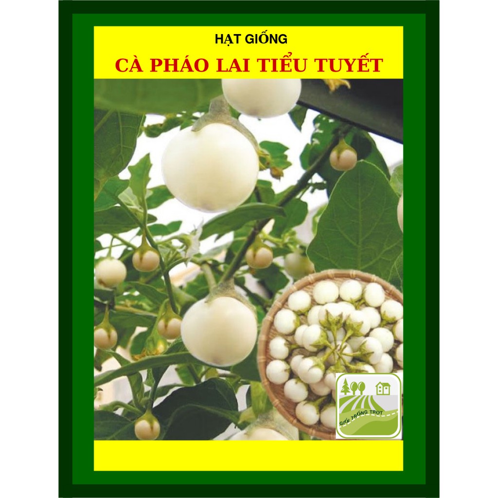 1g - hạt giống cà pháo lai tiểu tuyết