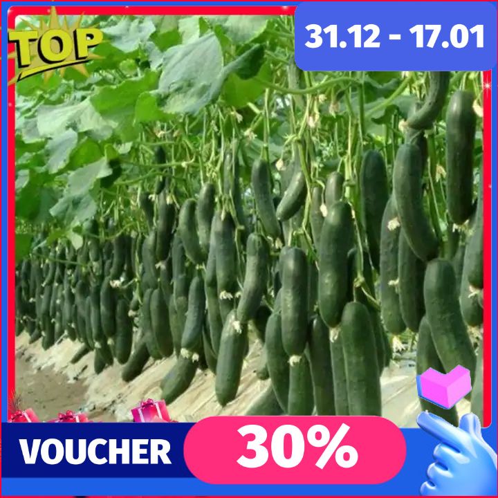 Bộ 2 Gói Hạt Giống Dưa Chuột Baby - Dưa Chuột Siêu Trái