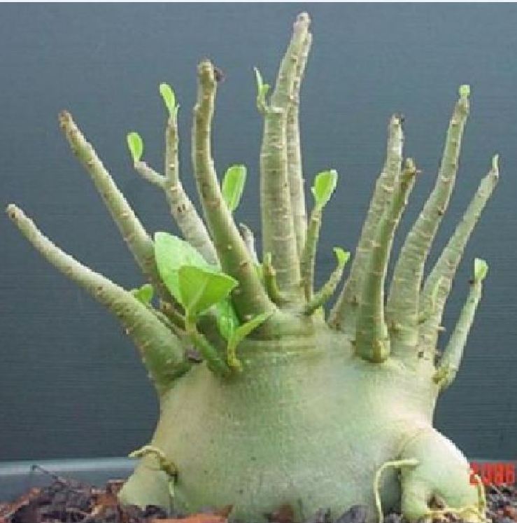 Hạt giống hoa sứ kim tự tháp - gói 5 hạt