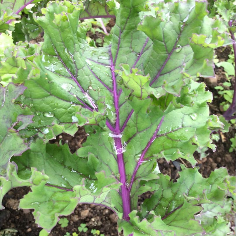 1g Hạt giống cải kale tím