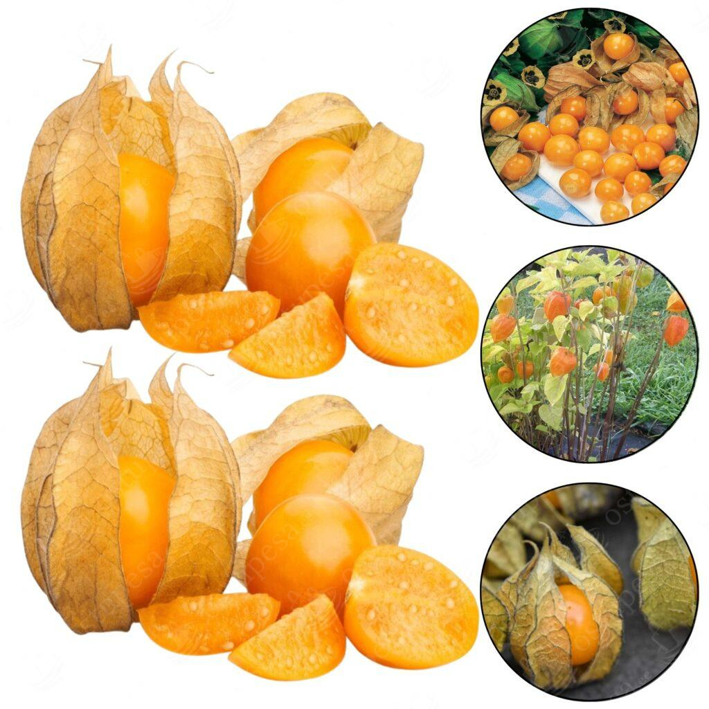 Hạt Giống Cây Thù Lù Nam Mỹ( Cây anh đào đất )(Gói 50 hạt)