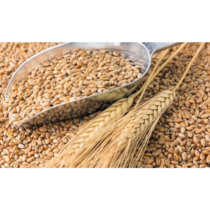 1kg Hạt mạch Úc (hạt giống cỏ lúa mỳ)