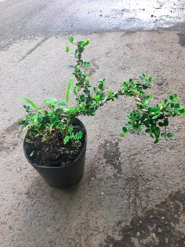 Linh Sam Núi Bonsai