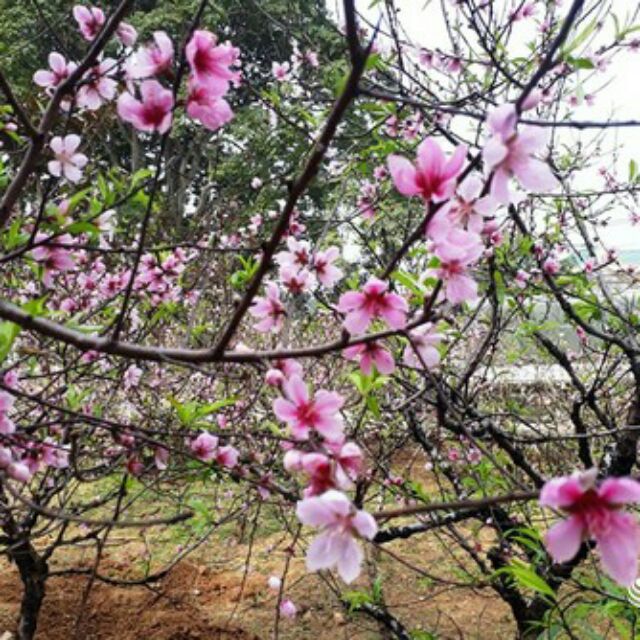 Cây đào phai giống