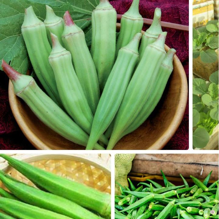 HẠT GIỐNG ĐẬU BẮP - CÀ BẮP - GÓI 18 GRAM