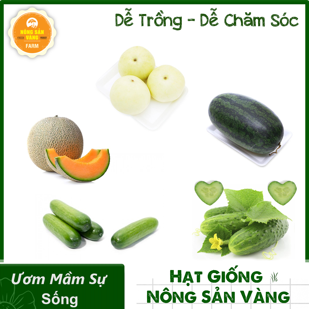Combo 5 package (watermelon Tarry American nhân-dưa mouse chùm-dưa climbing f1-dưa Crystal super sweet-netted melon bowel Gold)-shallow gold