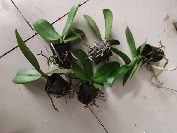 Hồ điệp hoa đại giống