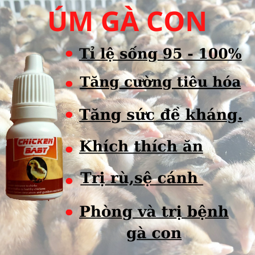 ÚM GÀ CON MỚI NỞ SIÊU ĐỈNH, CHICKEN BABY