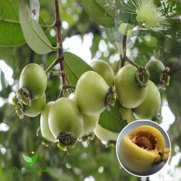 Cây giống mận lý