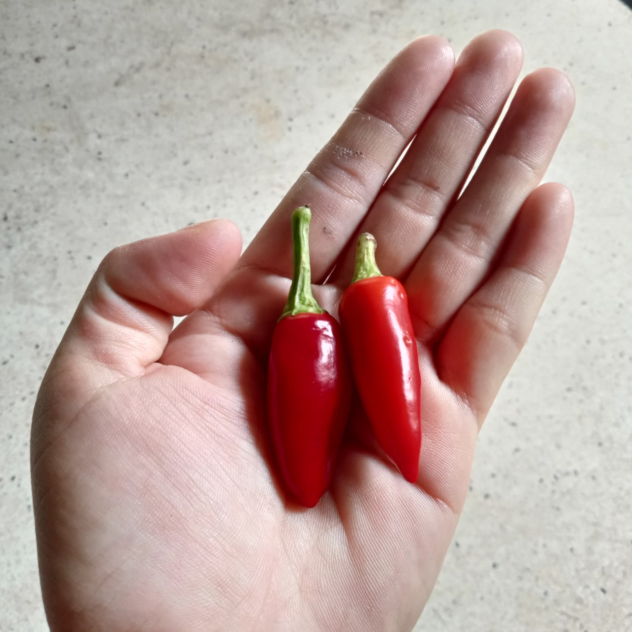 20 Hạt Ớt Chùm Thái